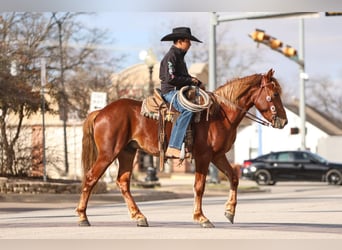 More ponies/small horses, Gelding, 5 years, 13,2 hh, Sorrel