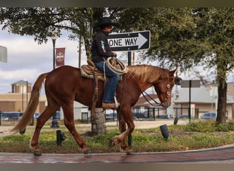 More ponies/small horses, Gelding, 5 years, 13,2 hh