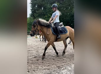 More ponies/small horses, Gelding, 5 years, 13.3 hh, Dun