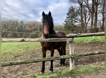More ponies/small horses Mix, Gelding, 5 years, 14.1 hh, Bay-Dark