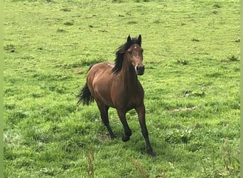 More ponies/small horses Mix, Gelding, 5 years, 14.1 hh, Bay-Dark