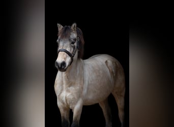 More ponies/small horses, Gelding, 5 years, 14.1 hh, Dun