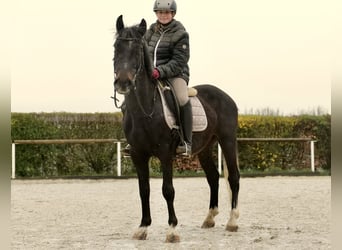 More ponies/small horses, Gelding, 5 years, 14.1 hh, Gray-Blue-Tan