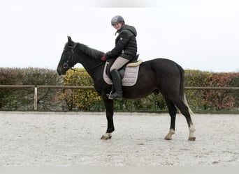 More ponies/small horses, Gelding, 5 years, 14.1 hh, Gray-Blue-Tan