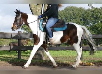 More ponies/small horses, Gelding, 5 years, 14.1 hh, Pinto