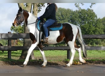 More ponies/small horses, Gelding, 5 years, 14.1 hh, Pinto