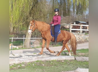 More ponies/small horses, Gelding, 5 years, 14.2 hh, Chestnut-Red