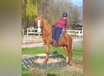 More ponies/small horses, Gelding, 5 years, 14.2 hh, Chestnut-Red