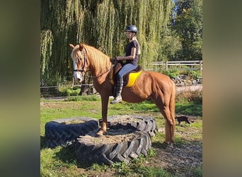 More ponies/small horses, Gelding, 5 years, 14,3 hh, Chestnut-Red