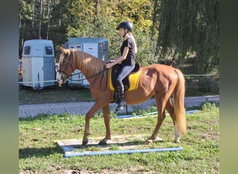 More ponies/small horses, Gelding, 5 years, 14,3 hh, Chestnut-Red