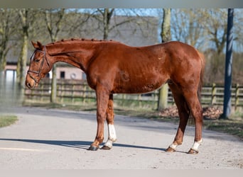 More ponies/small horses, Gelding, 5 years, 15,1 hh, Chestnut-Red