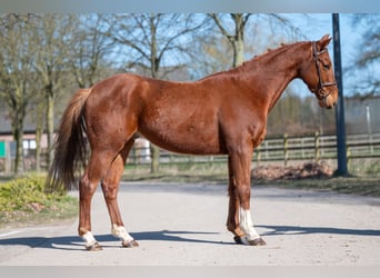 More ponies/small horses, Gelding, 5 years, 15,1 hh, Chestnut-Red