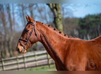 More ponies/small horses, Gelding, 5 years, 15,1 hh, Chestnut-Red