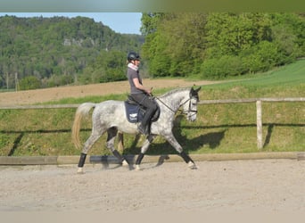 More ponies/small horses, Gelding, 5 years, 15.1 hh, Gray