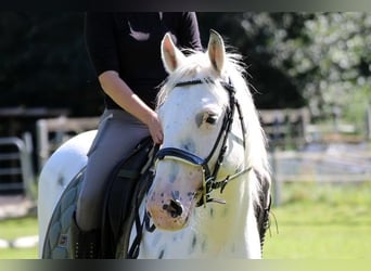 More ponies/small horses Mix, Gelding, 5 years, 15,1 hh, Leopard-Piebald