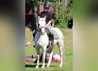 More ponies/small horses Mix, Gelding, 5 years, 15,1 hh, Leopard-Piebald