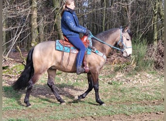 More ponies/small horses, Gelding, 5 years, 15 hh, Dun