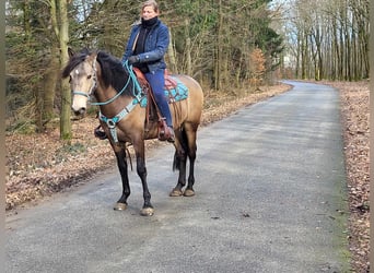 More ponies/small horses, Gelding, 5 years, 15 hh, Dun