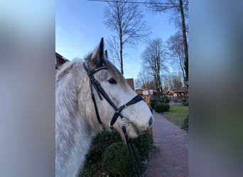 More ponies/small horses, Gelding, 5 years, 15 hh, Gray
