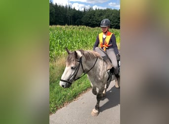 More ponies/small horses, Gelding, 5 years, 15 hh, Gray