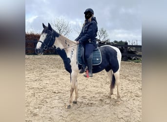 More ponies/small horses, Gelding, 5 years, 15 hh, Pinto