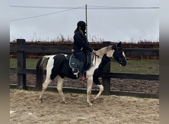 More ponies/small horses, Gelding, 5 years, 15 hh, Pinto