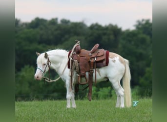 More ponies/small horses, Gelding, 5 years, 9.1 hh, Dun