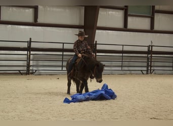 More ponies/small horses, Gelding, 5 years, 9.2 hh, Brown