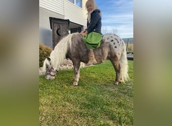 More ponies/small horses, Gelding, 5 years, 9.2 hh