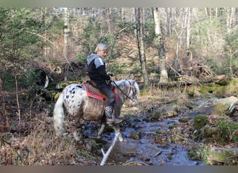 More ponies/small horses, Gelding, 5 years, 9.2 hh