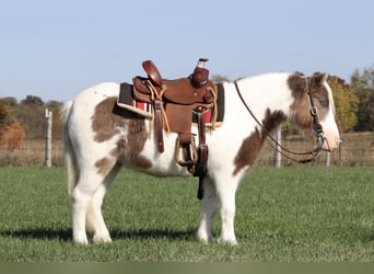 More ponies/small horses, Gelding, 5 years, 9.2 hh, Pinto
