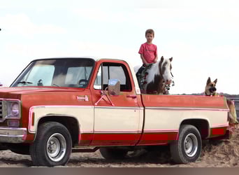 More ponies/small horses, Gelding, 5 years, 9.2 hh, Pinto