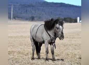 More ponies/small horses, Gelding, 5 years, 9.2 hh