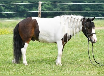More ponies/small horses, Gelding, 5 years, 9 hh