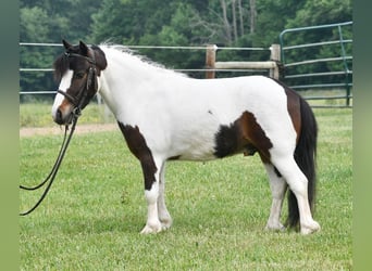 More ponies/small horses, Gelding, 5 years, 9 hh