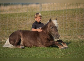 More ponies/small horses, Gelding, 5 years, Palomino