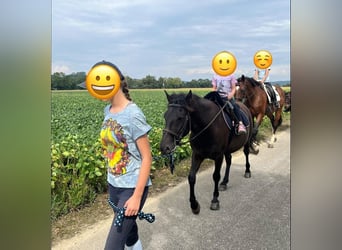 More ponies/small horses, Gelding, 6 years, 13,2 hh, Black