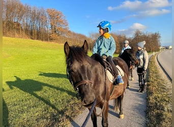 More ponies/small horses, Gelding, 6 years, 13,2 hh, Black