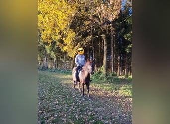 More ponies/small horses, Gelding, 6 years, 13,2 hh, Black