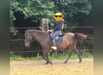 More ponies/small horses, Gelding, 6 years, 13,2 hh, Black