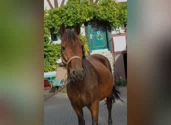 More ponies/small horses Mix, Gelding, 6 years, 14,1 hh, Brown