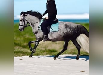 More ponies/small horses, Gelding, 6 years, 14,1 hh, Gray