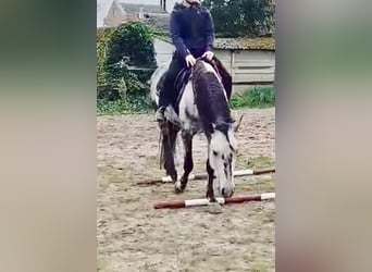 More ponies/small horses, Gelding, 6 years, 14,1 hh, Gray