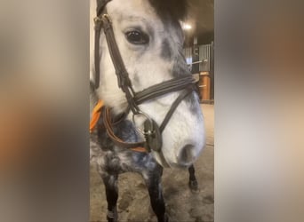 More ponies/small horses, Gelding, 6 years, 14,1 hh, Gray