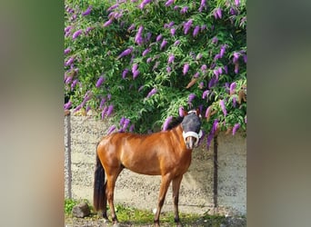 More ponies/small horses, Gelding, 6 years, 14.2 hh, Brown
