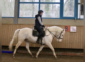 More ponies/small horses, Gelding, 6 years, 14.2 hh, Cremello