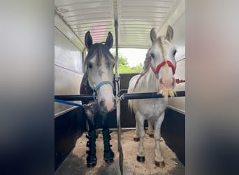 More ponies/small horses Mix, Gelding, 6 years, 14,2 hh, Gray-Dapple