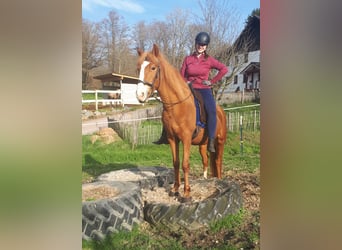 More ponies/small horses, Gelding, 6 years, 14,3 hh, Chestnut-Red