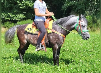 More ponies/small horses, Gelding, 6 years, 14 hh, Gray-Dapple