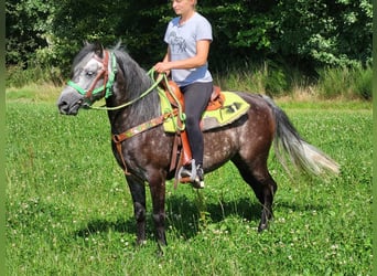 More ponies/small horses, Gelding, 6 years, 14 hh, Gray-Dapple
